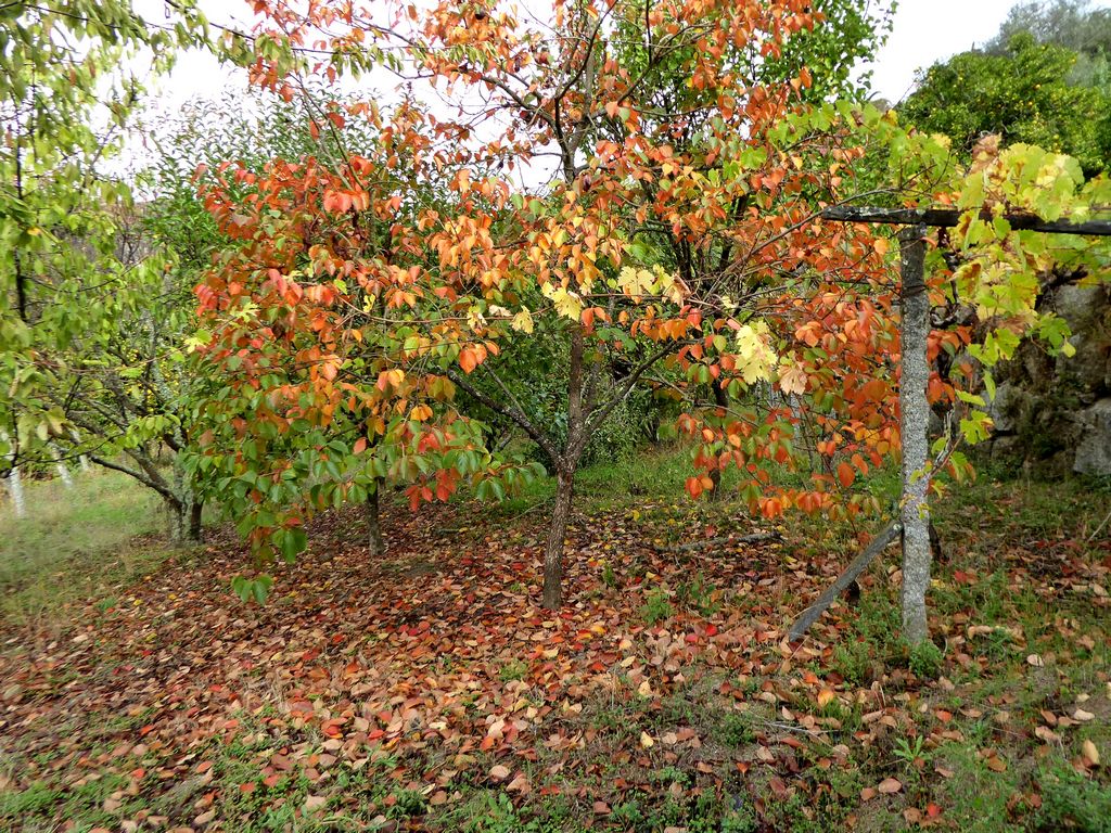 Farm